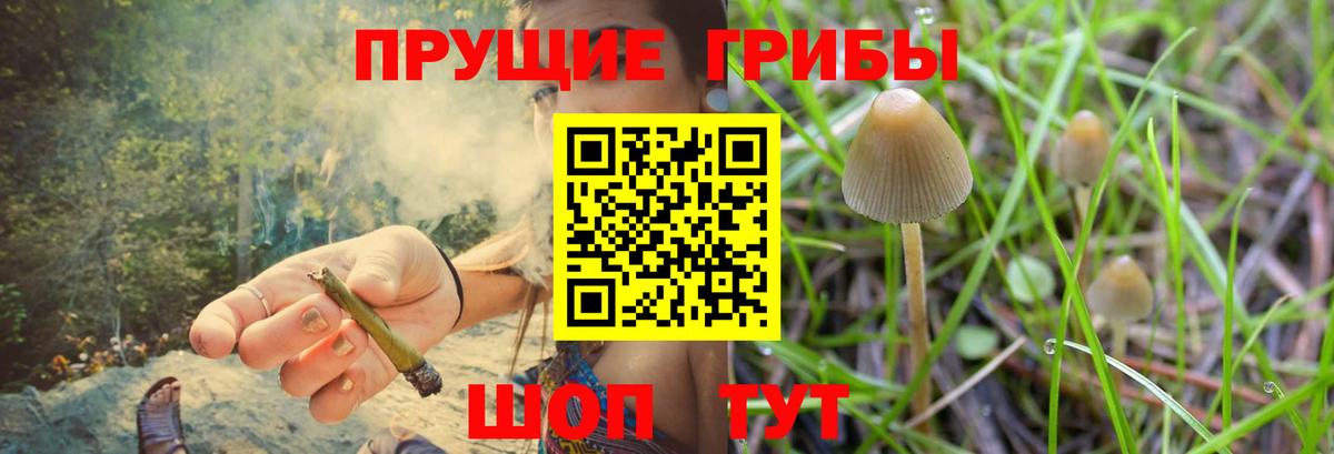 Псилоцибиновые грибы Psilocybine cubensis Симферополь